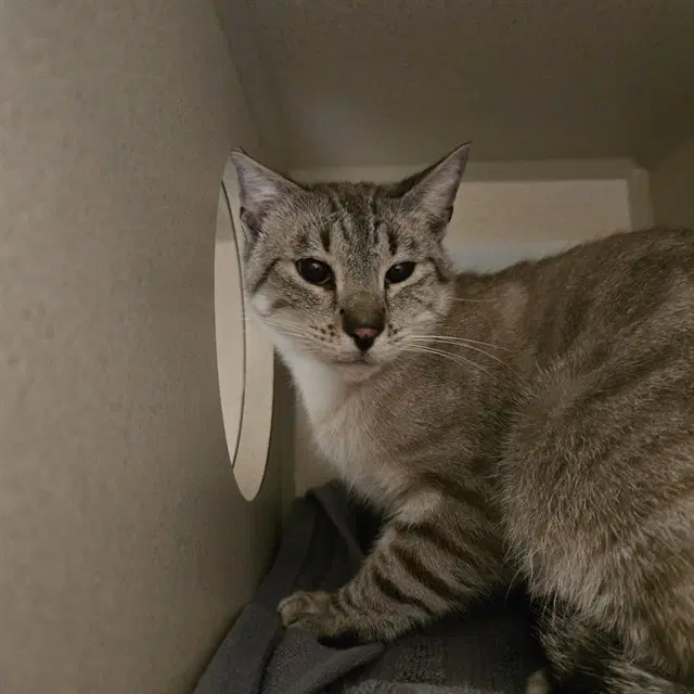Leche - Domestic Short Hair