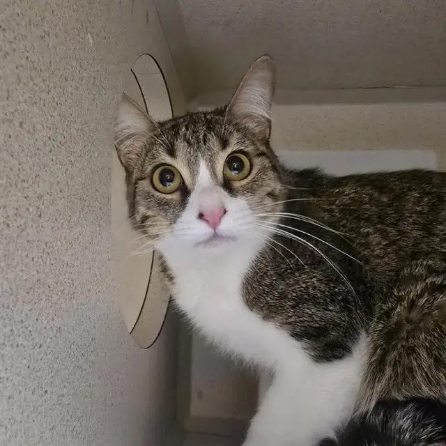 Berrynose - Domestic Short Hair