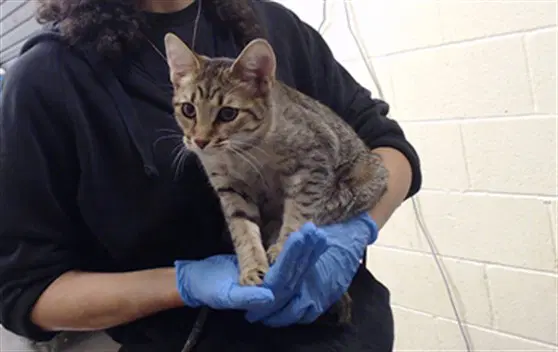 Penelope - Domestic Short Hair