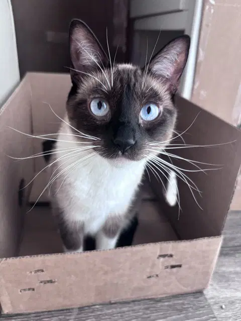 Snow - Domestic Short Hair