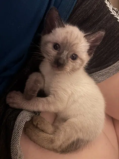 Blueberry - Domestic Short Hair