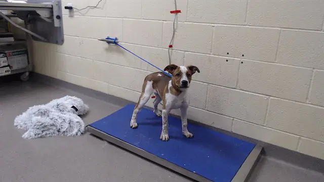 Barry Allen - Australian Cattle Dog/Blue Heeler