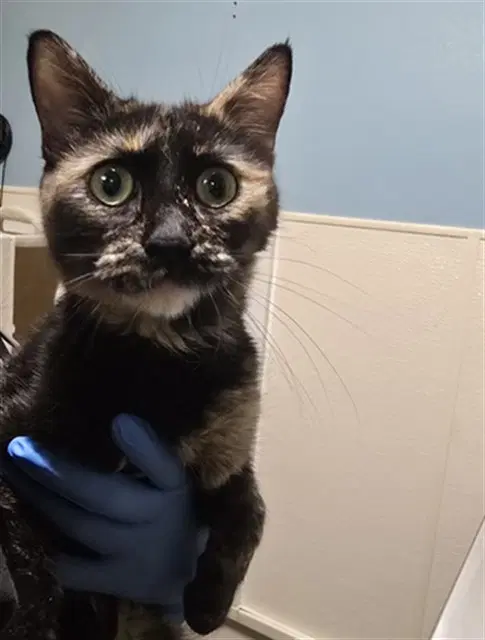 Dottie Mae - Domestic Short Hair