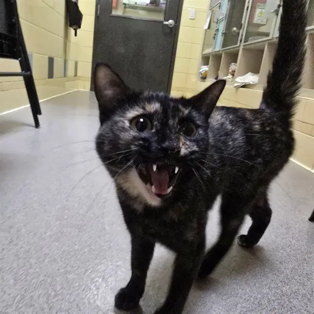 Tawnypelt - Domestic Short Hair