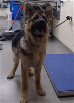 Igor - German Shepherd Dog