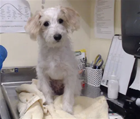 Toasted Marshmallow - Terrier