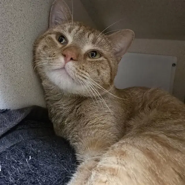 Fireheart - Domestic Short Hair