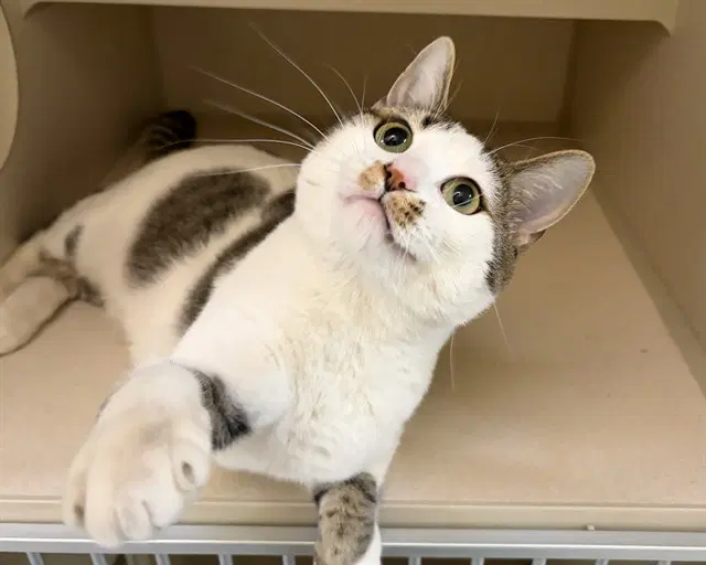 Harvest Moon - Domestic Short Hair