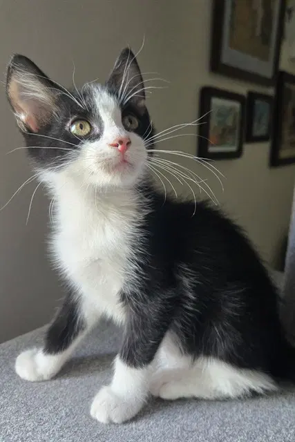Ernie - Domestic Short Hair