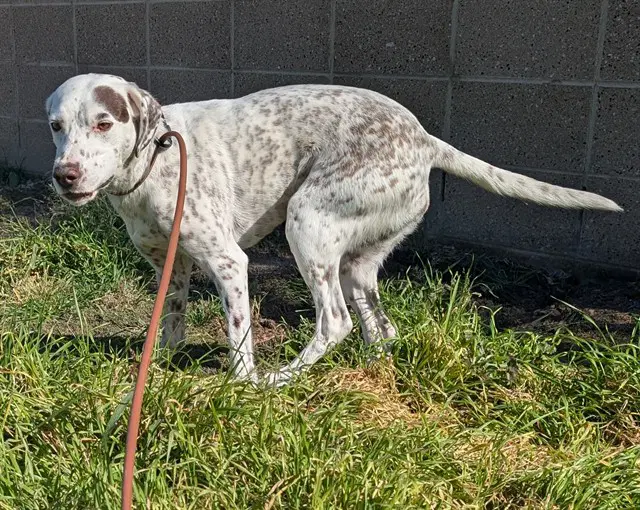Muffin - German Shorthaired Pointer