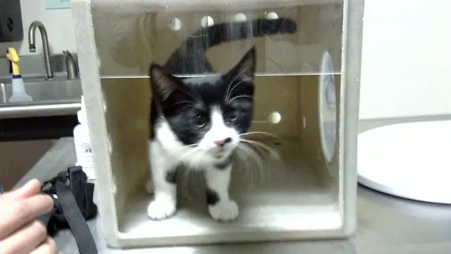 Jack - Domestic Short Hair