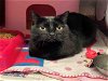 adoptable Cat in , IL named KITTY KITTY