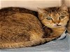 adoptable Cat in rockford, IL named CALDWELL