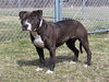 adoptable Dog in Rockford, IL named SCRAFA