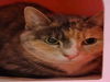 adoptable Cat in Rockford, IL named SIENNA