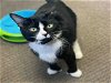 adoptable Cat in rockford, IL named DAISY