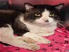 adoptable Cat in rockford, IL named BAILEY