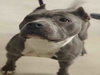 REMY - Photo 1