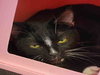 OADIE - Photo 1