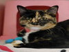 MINERVA - Photo 1