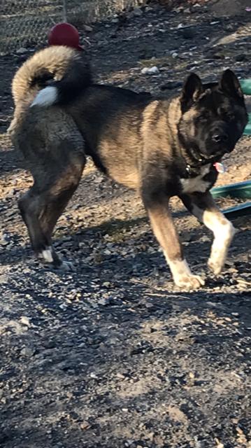 Bear akita hot sale rescue