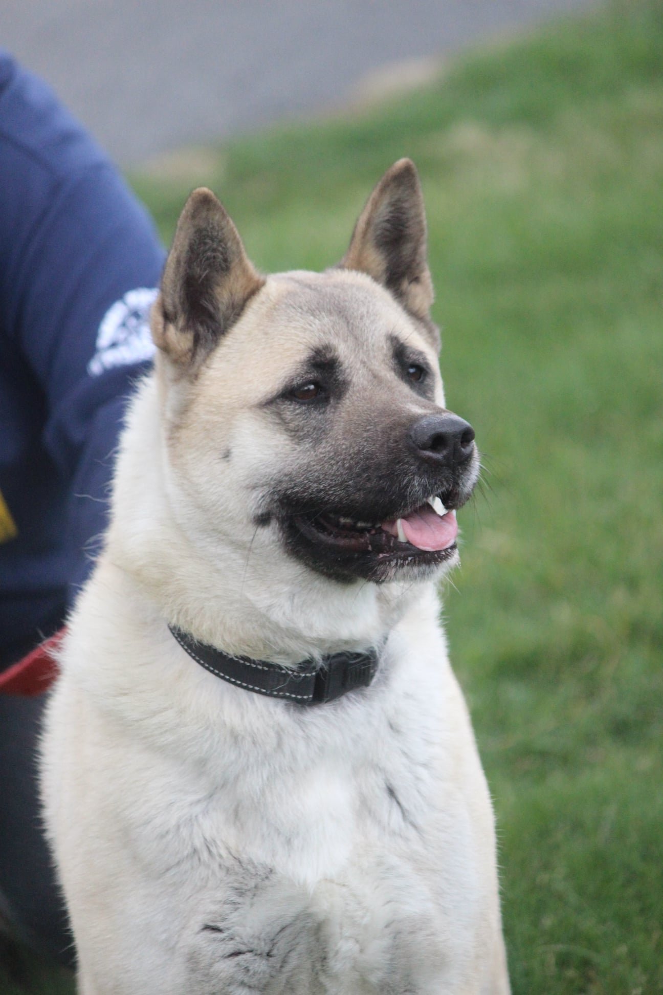 adoptable Dog in Manassas, VA named Cassie