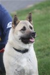 adoptable Dog in manassas, VA named Cassie