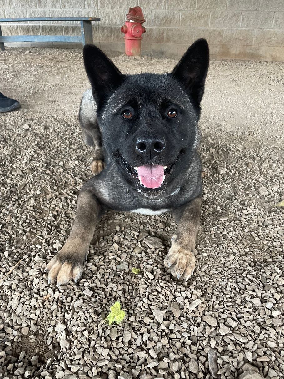 Akita heeler hot sale mix