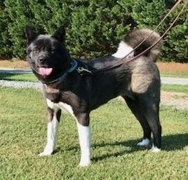 adoptable Dog in Manassas, VA named Akai