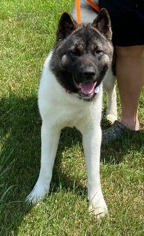 adoptable Dog in Manassas, VA named Balto