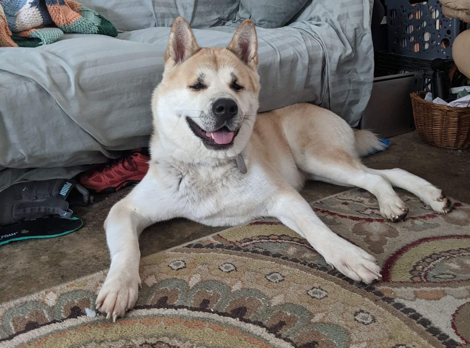 adoptable Dog in Manassas, VA named Mimi