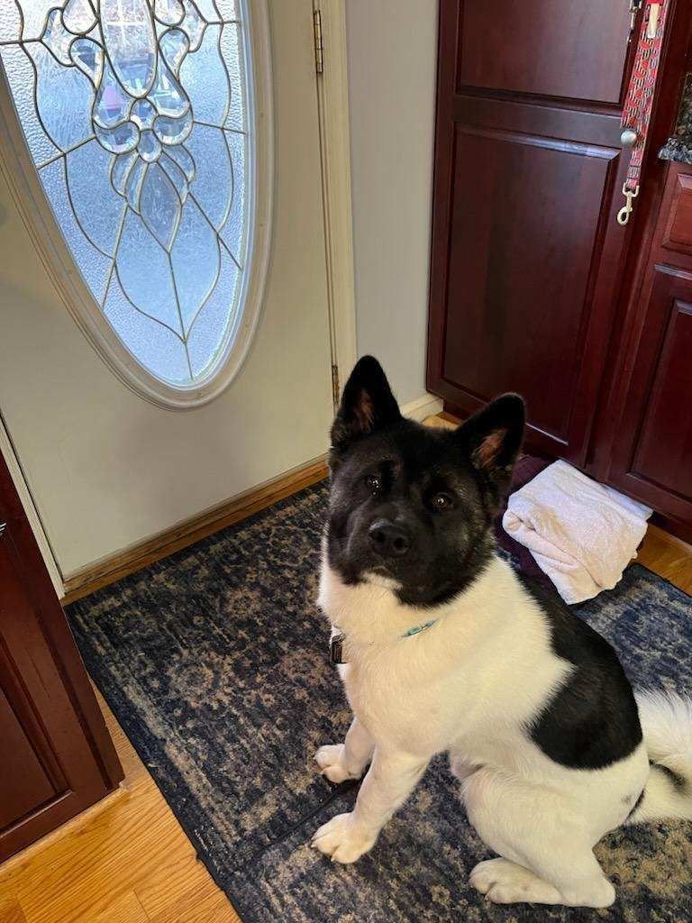adoptable Dog in Manassas, VA named Ghost
