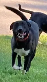 Hera - Akita