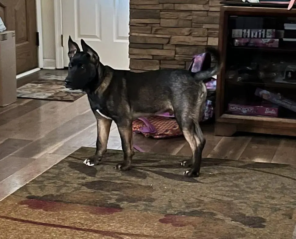 Jango image 1