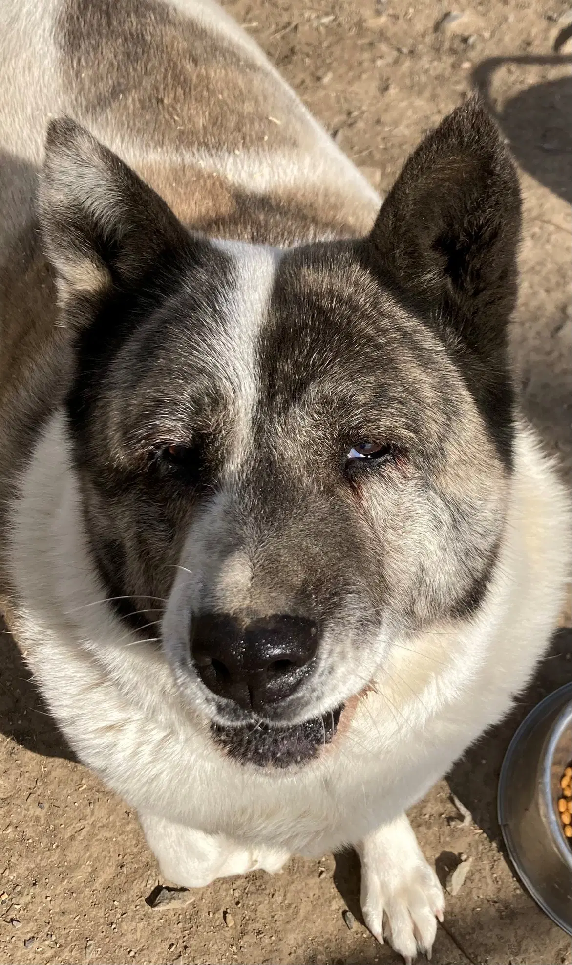 Scarlett - Akita