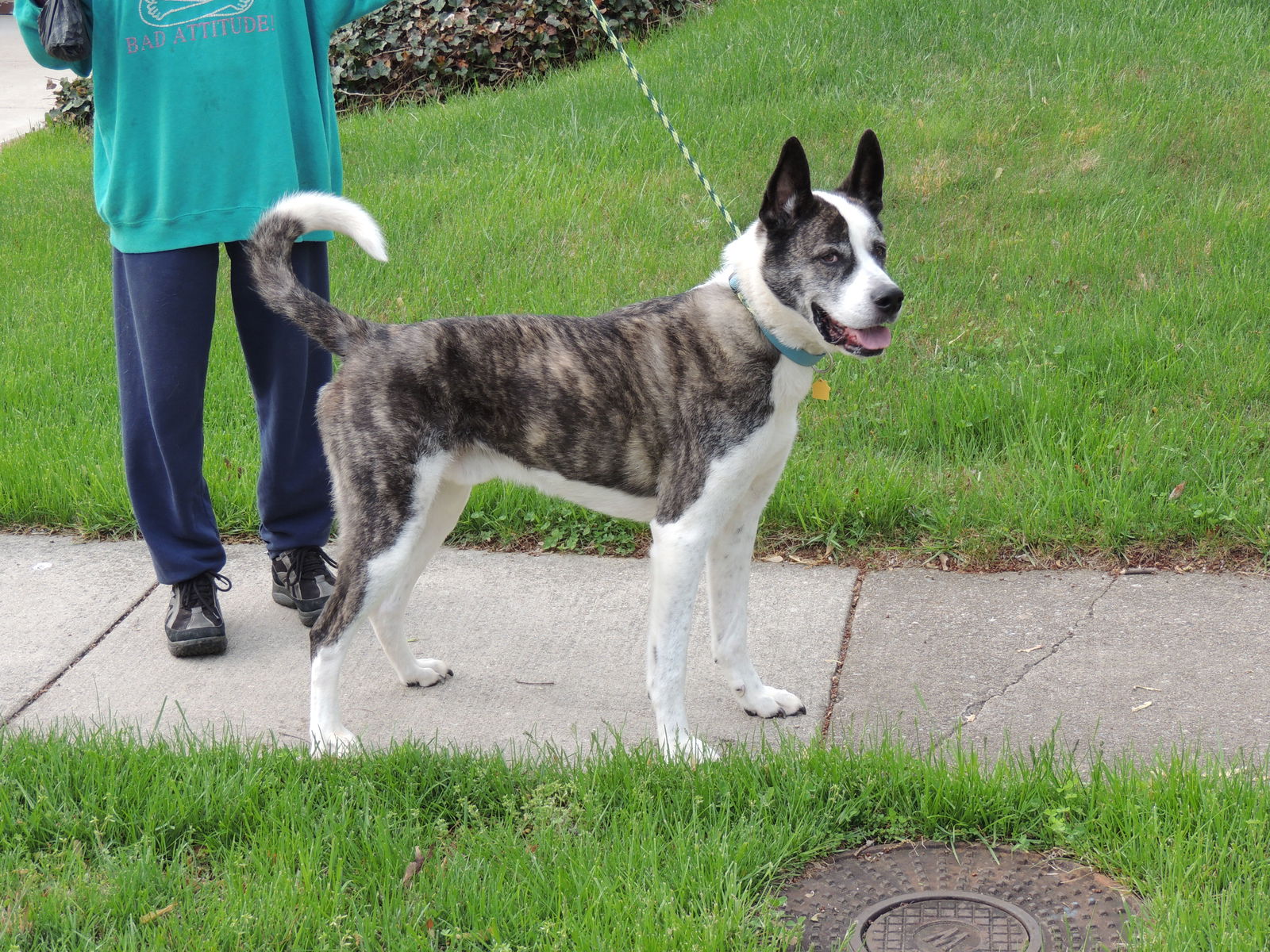 Akita great sale dane mix