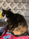 adoptable Cat in stanhope, NJ named Cali S