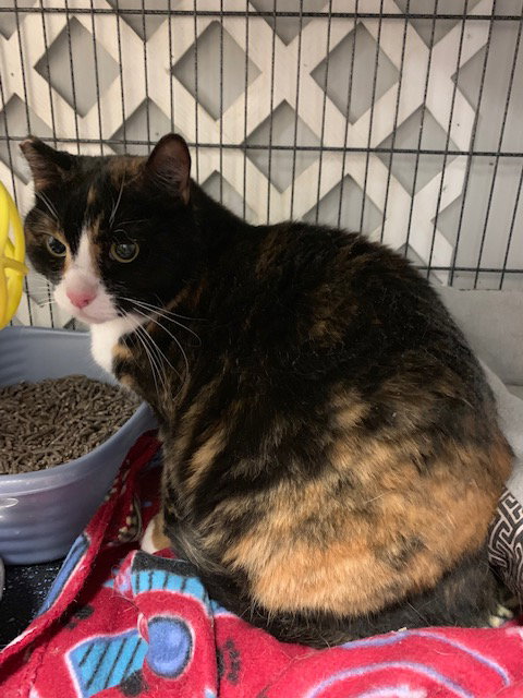 CALI S - Domestic Short Hair / Calico available for adoption