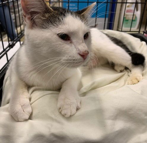 adoptable Cat in Stanhope, NJ named Gabrielle