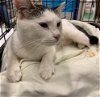 adoptable Cat in stanhope, NJ named Gabrielle