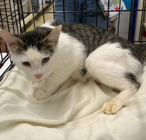 GABRIELLE - Domestic Short Hair available for adoption