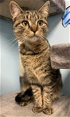 adoptable Cat in stanhope, NJ named Helen