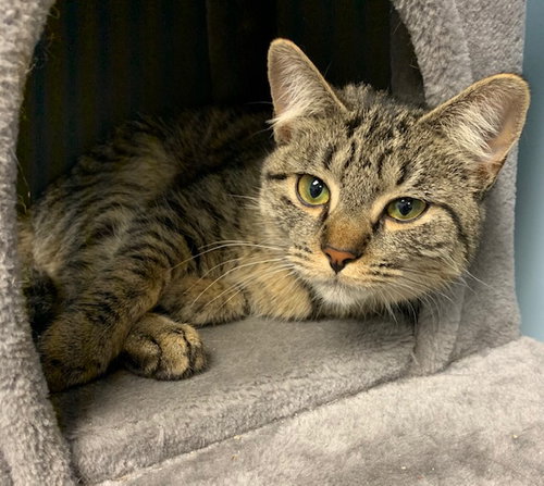 HELEN - Domestic Short Hair available for adoption