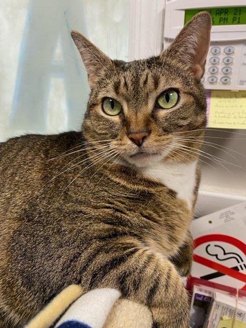 adoptable Cat in Stanhope, NJ named Squishy