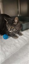 adoptable Cat in stanhope, NJ named Gracie Ann
