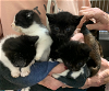 adoptable Cat in stanhope, NJ named Coming Soon: More Kittens
