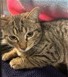 adoptable Cat in , NJ named Java