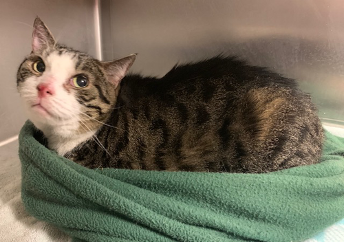 PEETOO - Domestic Short Hair available for adoption