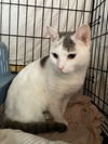 adoptable Cat in Stanhope, NJ named Ryan