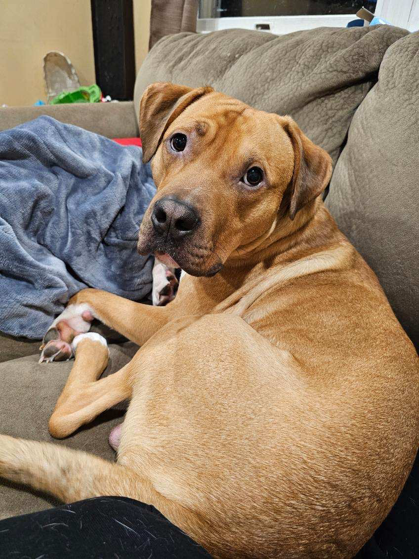 adoptable Dog in Stanhope, NJ named Milo